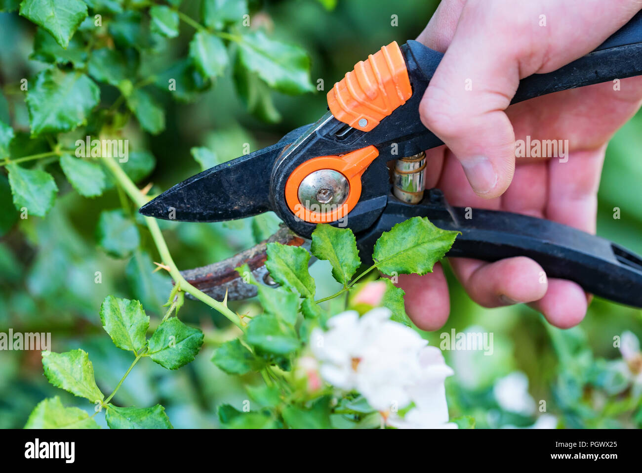 Hand holding bypass pruning secateur for cutting roses Stock Photo Alamy