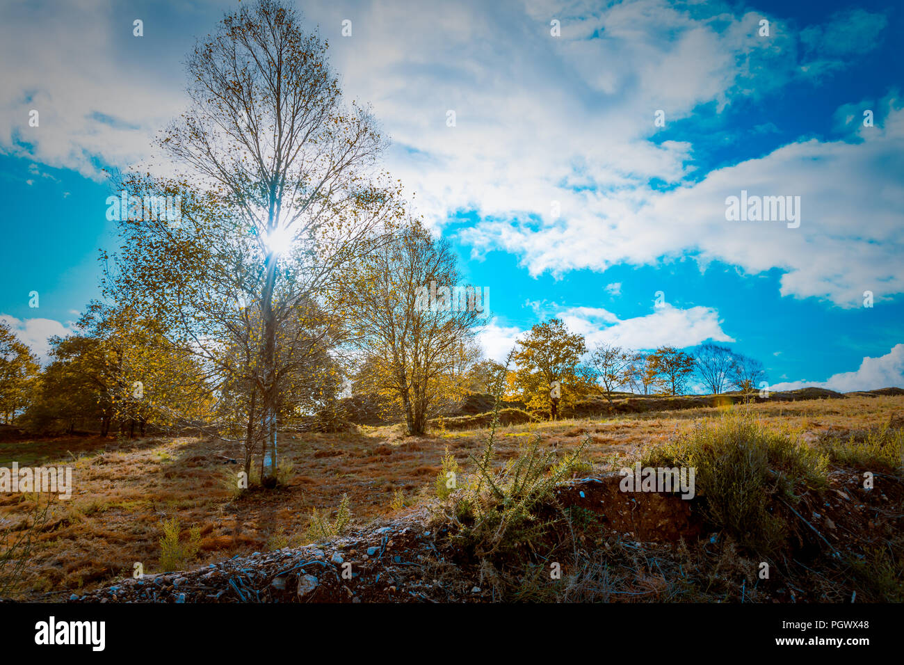 Panorámica de arboles con cielo azul y tonos verdes y marrones. Stock Photo