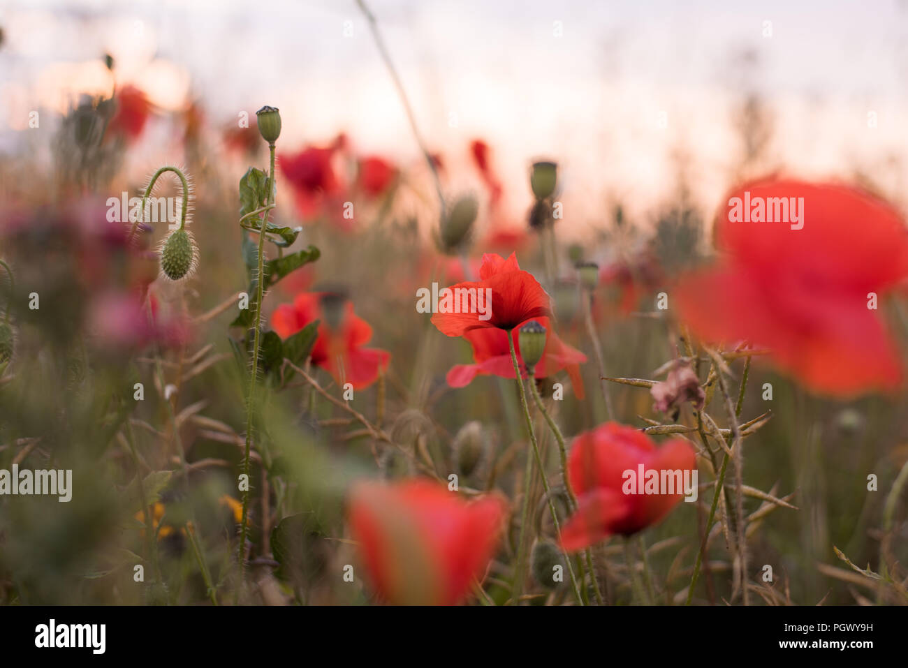 Red poppy field sunset hi-res stock photography and images - Alamy