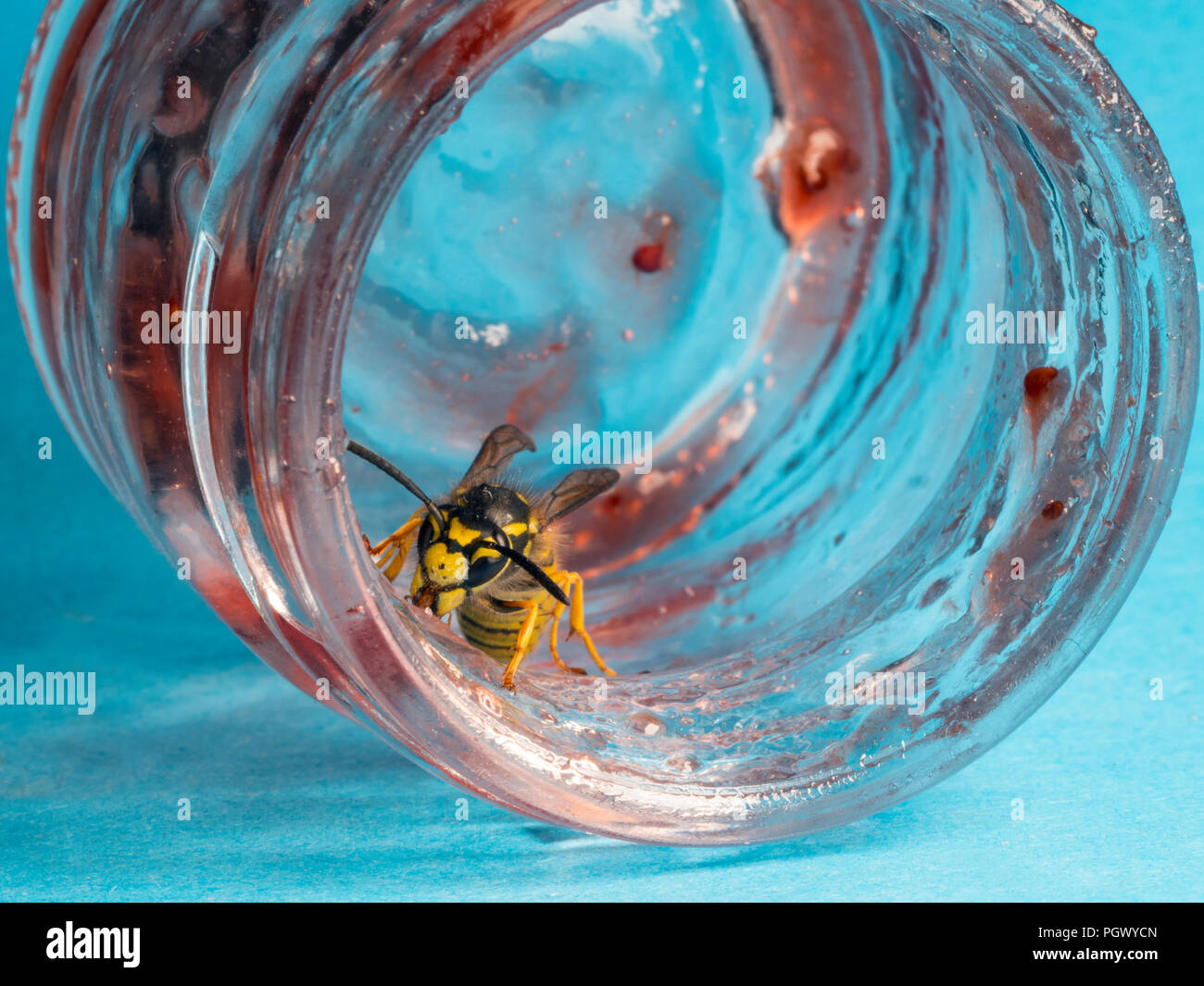Common Wasp Vespula vulgaris feeding on raspberry jam Stock Photo