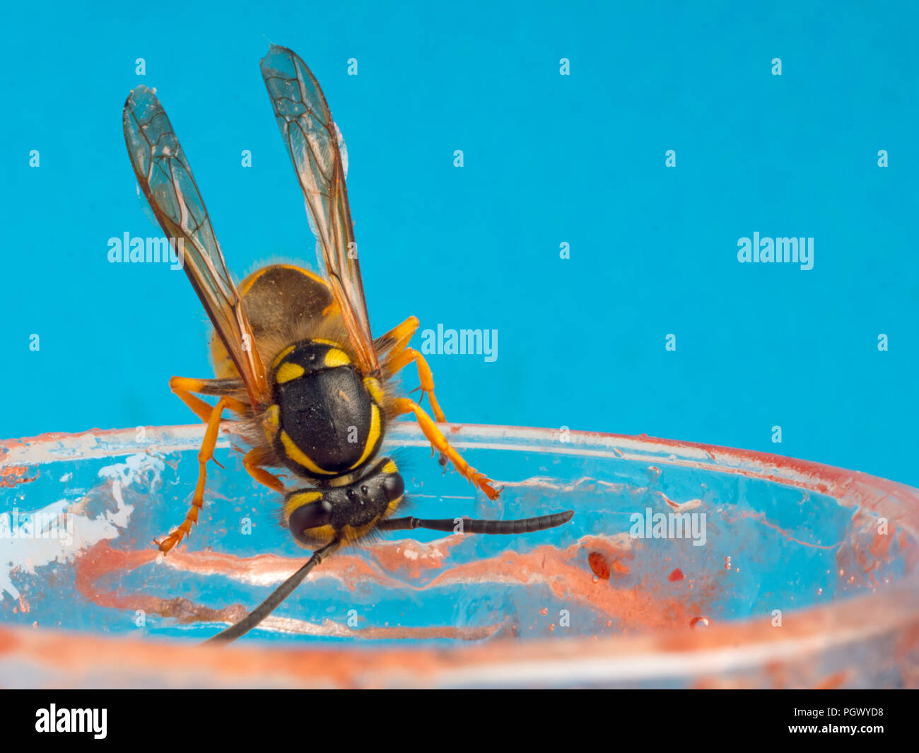 Common Wasp Vespula vulgaris feeding on raspberry jam Stock Photo
