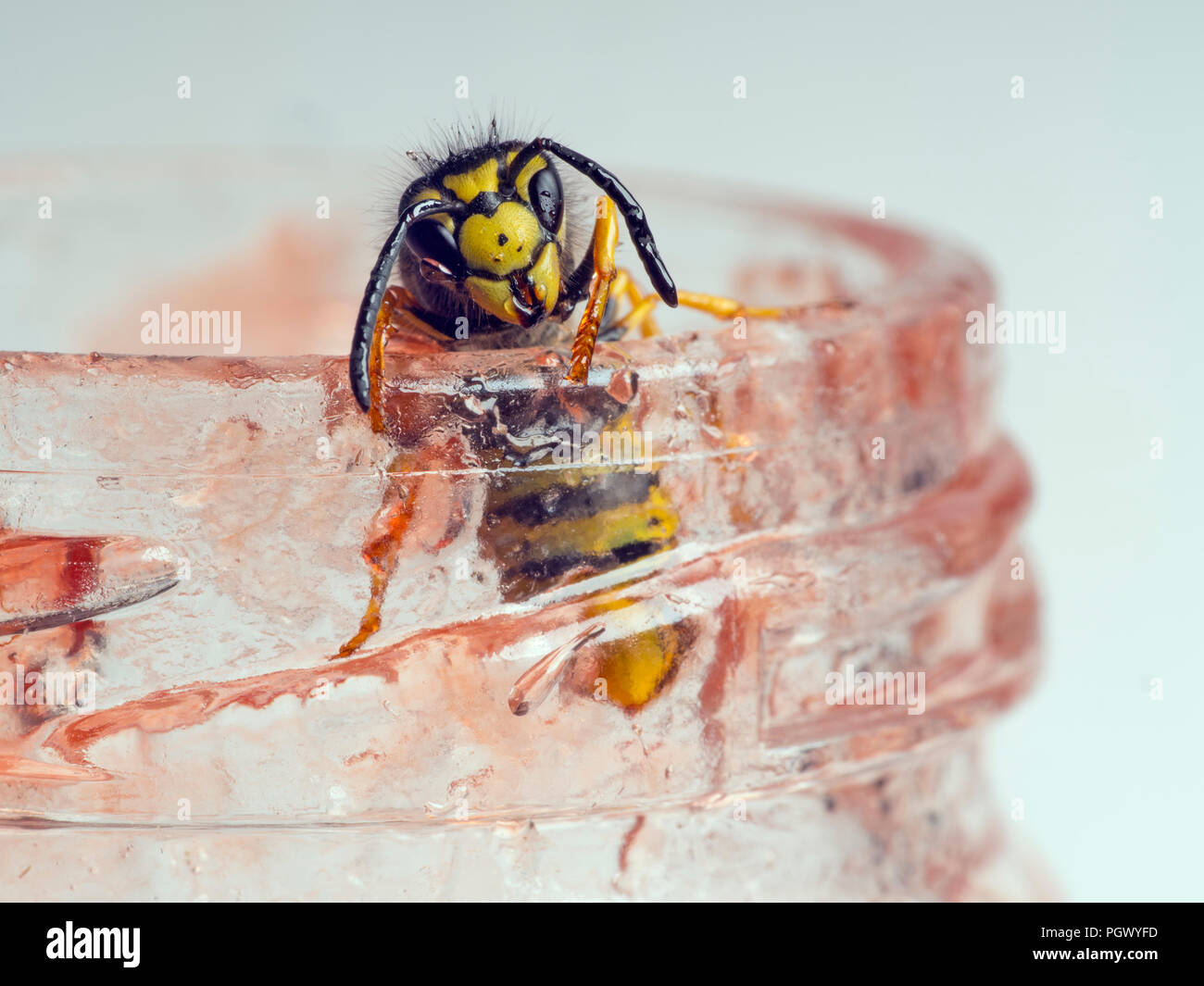 Common Wasp Vespula vulgaris feeding on raspberry jam Stock Photo