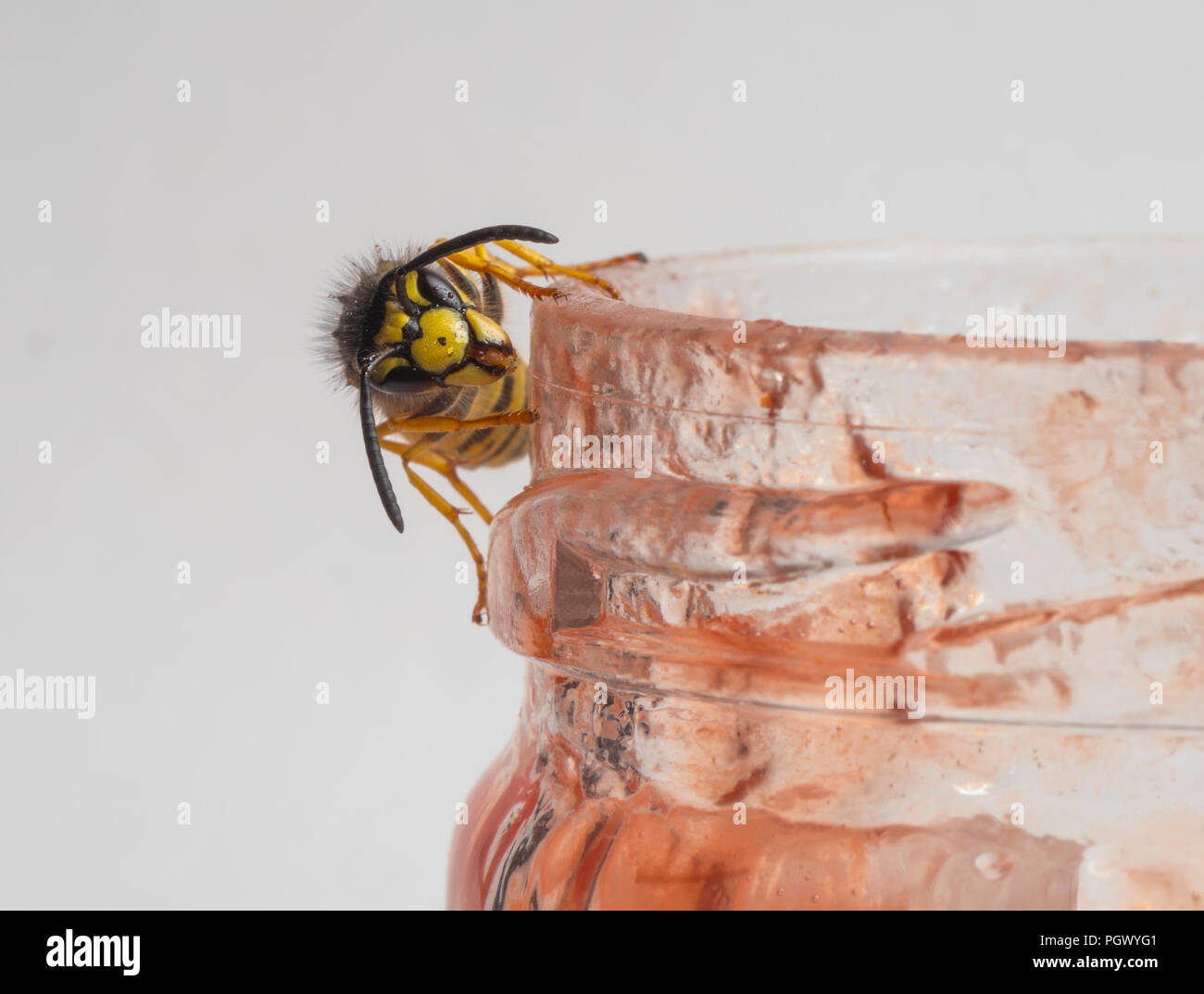 Common Wasp Vespula vulgaris feeding on raspberry jam Stock Photo