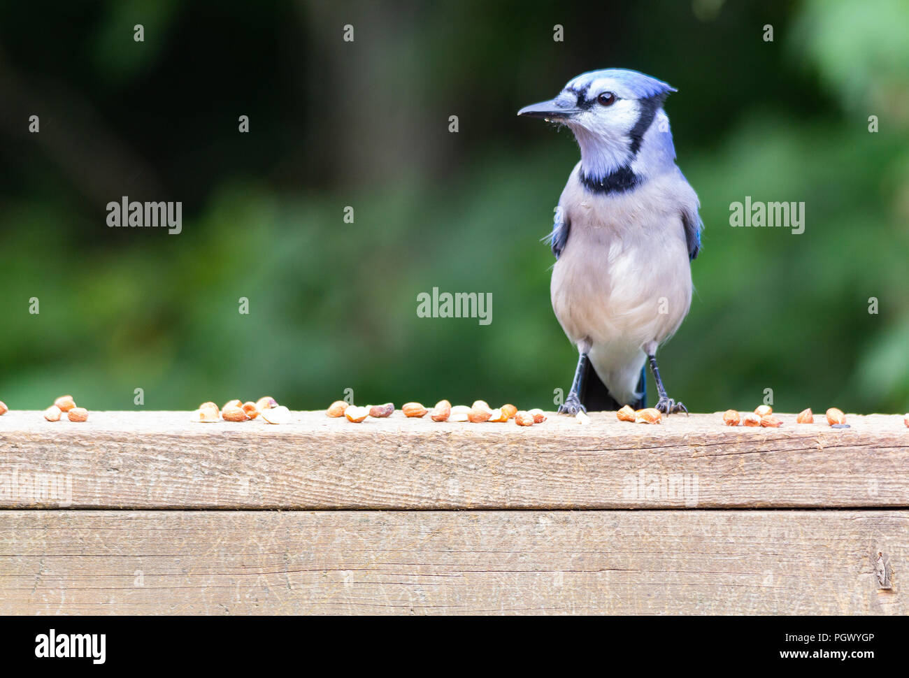 Side profile of a blue jay perched on a weathered wood deck railing, checking out his surroundings before grabbing the shelled peanuts sitting there. Stock Photo