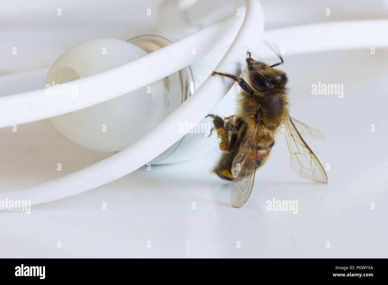 exploring bee climbing on white earphones Stock Photo
