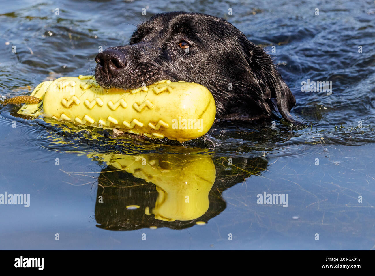 A black labrador swims with a gundog dummy in his mouth. Stock Photo