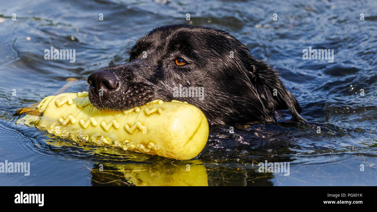 A black labrador swims with a gundog dummy in his mouth. Stock Photo