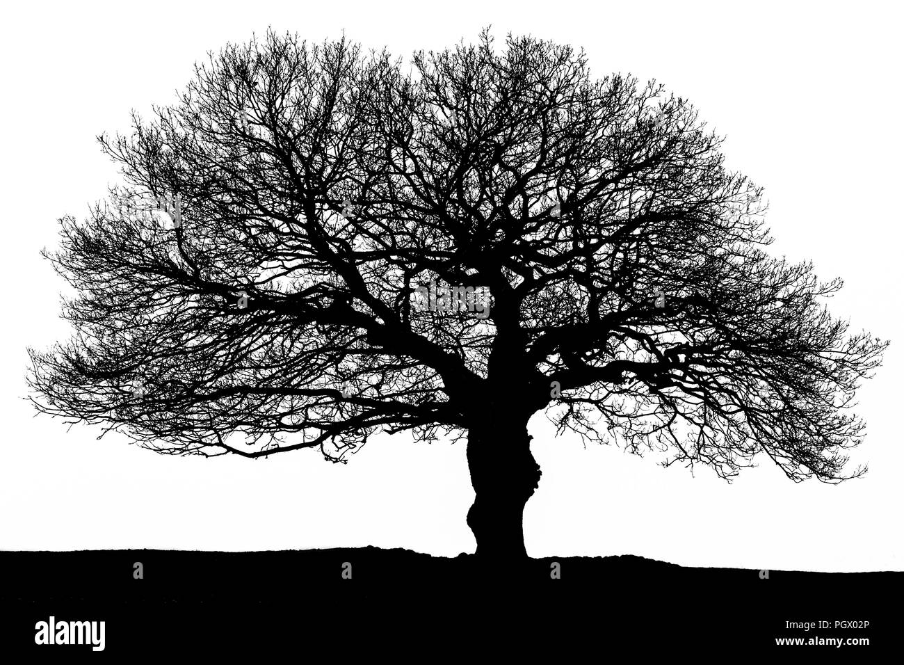 Winter Oak Tree Silhouette Stock Photo Alamy Winter Oak Tree Silhouette Stock Photo Alamy