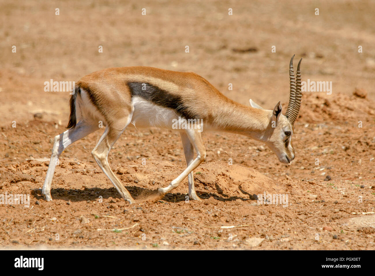 THOMSON'S GAZELLE (Gazella thomsoni Stock Photo - Alamy