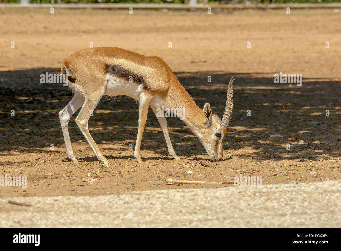 THOMSON'S GAZELLE (Gazella thomsoni Stock Photo - Alamy