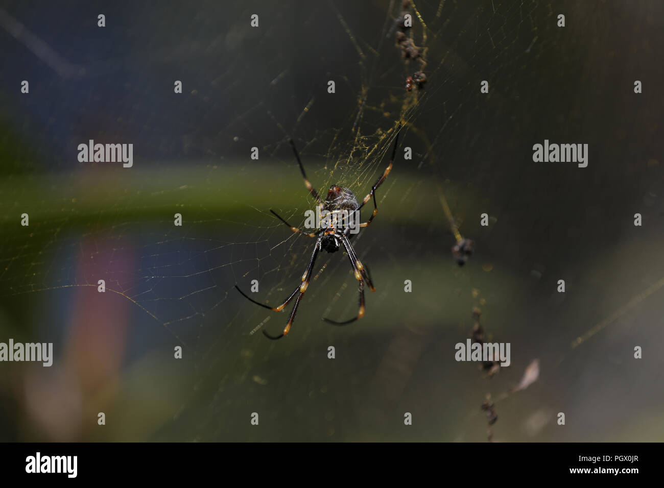 Black Gold Spider High Resolution Stock Photography And Images Alamy