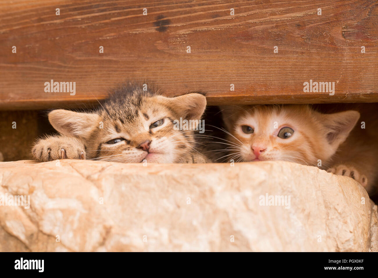 Two kittens in hiding under a wooden plank Stock Photo