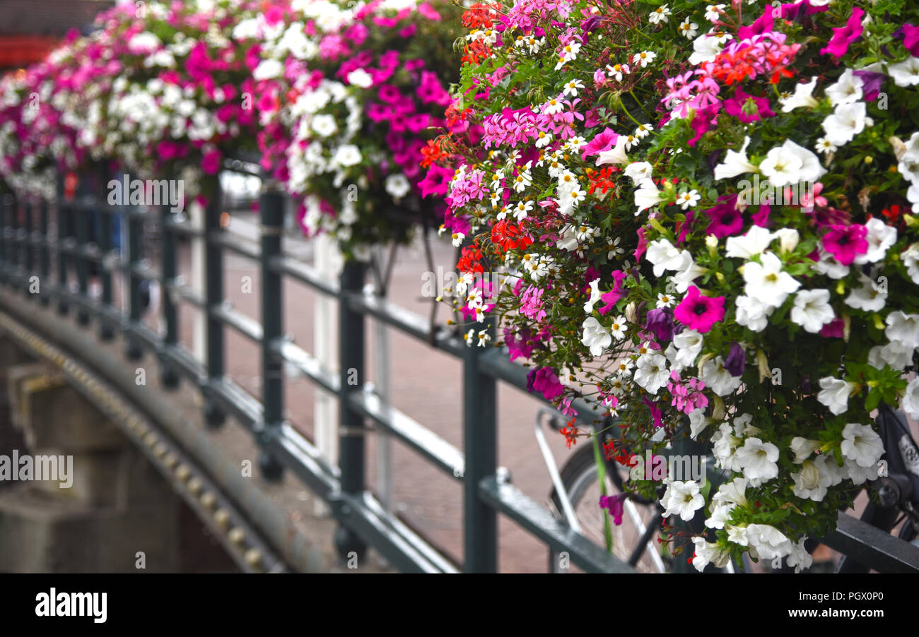 pink and white flowers in flower boxes on a bridge. Photographed in