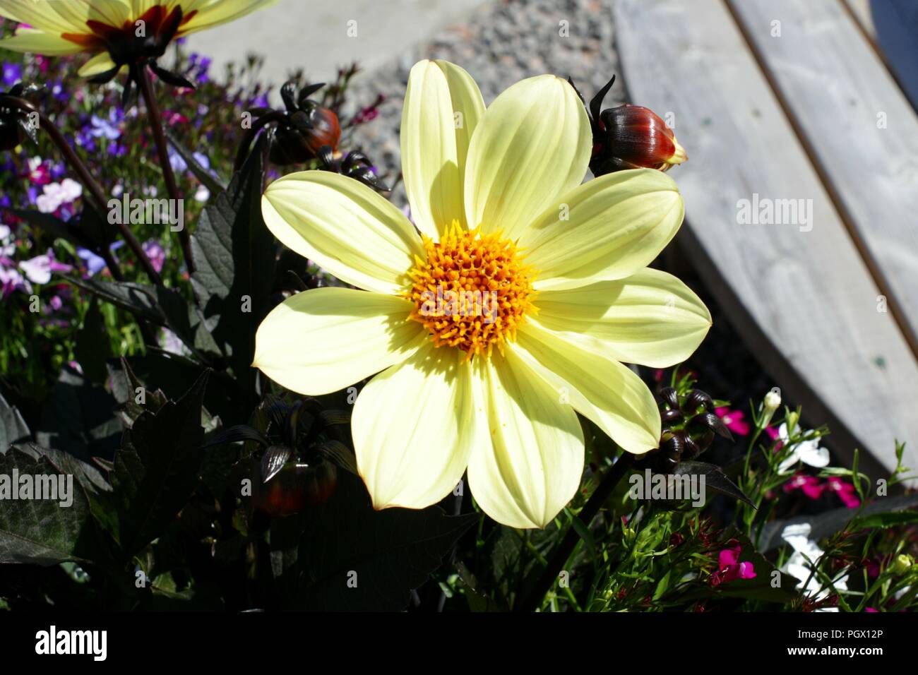 Large Yellow Flower Stock Photo Alamy