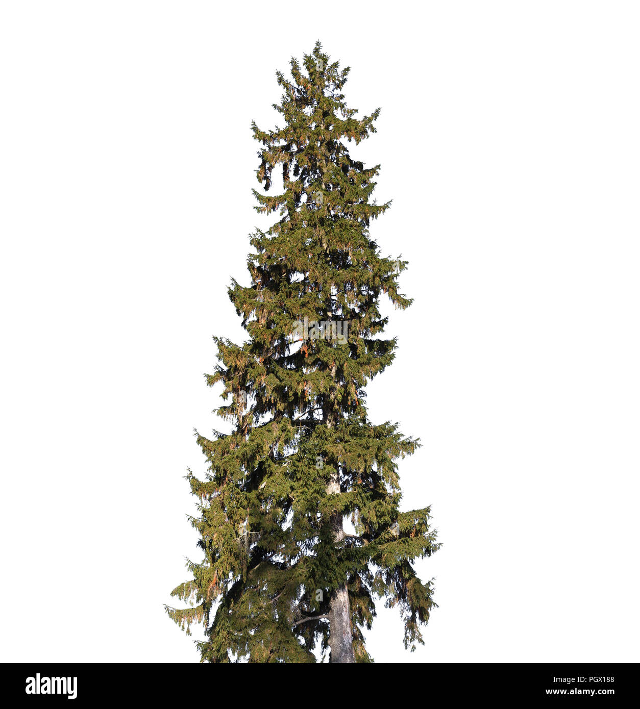 Tall old spruce tree isolated on white background Stock Photo