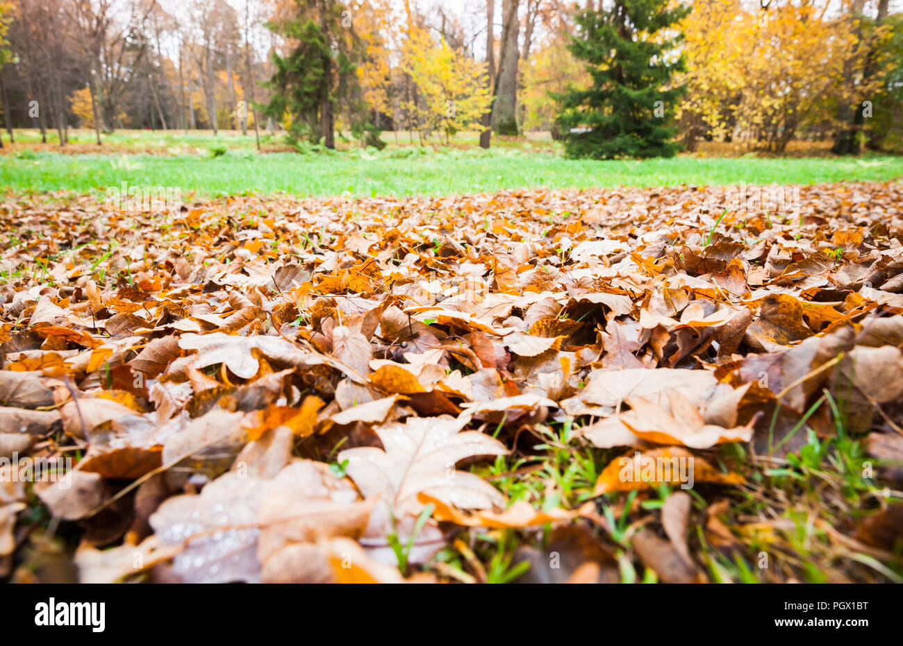 Ground with grass and yellow leaves hi-res stock photography and images ...
