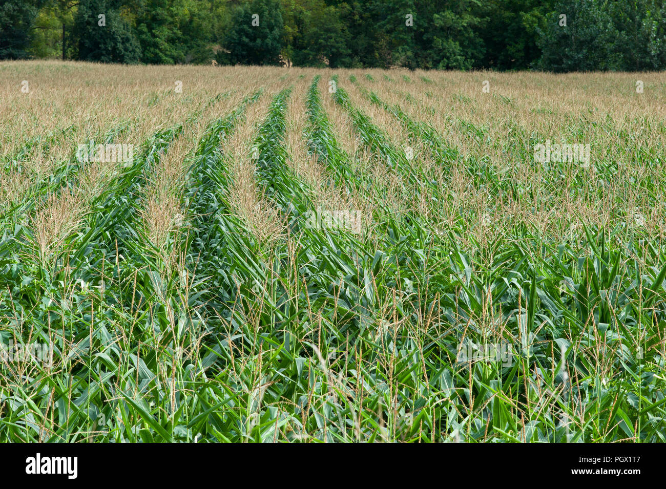Rows of maize growing near the hamlet of St Gregoire, part of the commune of Varen, Tarn et Garonne, Occitanie, France, Europe Stock Photo