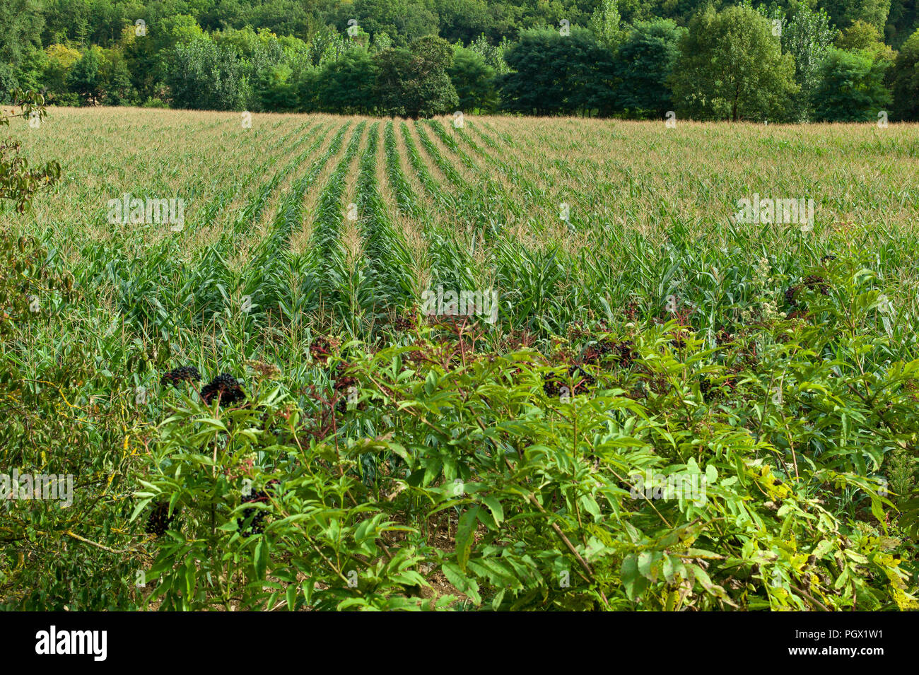 Common, privet, ligustrum vulgare and maize growing near the hamlet of St Gregoire, part of the commune of Varen, Tarn et Garonne, Occitanie, Franc Stock Photo