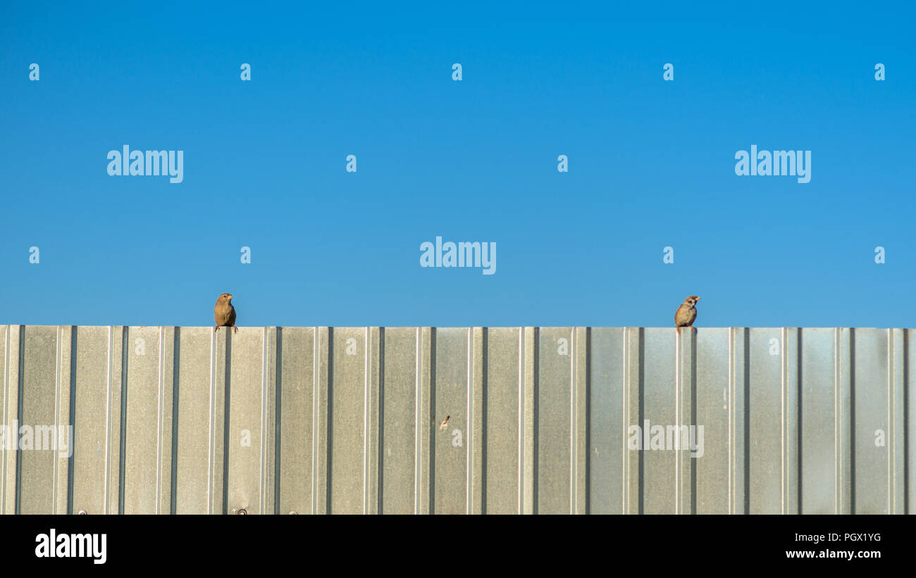 Pair house sparrows on fence hi-res stock photography and images - Alamy