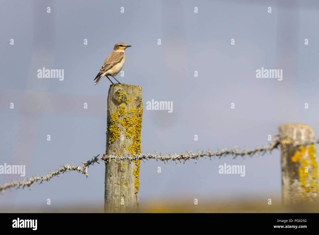Wheatear (Oenanthe oenanthe) perched on wooden fence post at Seaford UK. A summer migrant with pale stripe over eye female plumage. Stock Photo