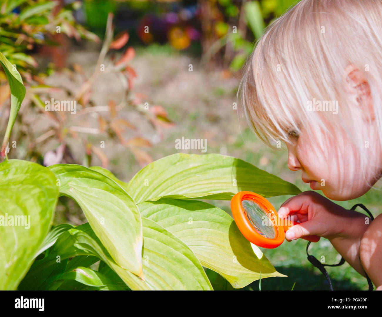 Serious little girl explores observing flower leaves through magnifying glass in a summer garden Stock Photo -