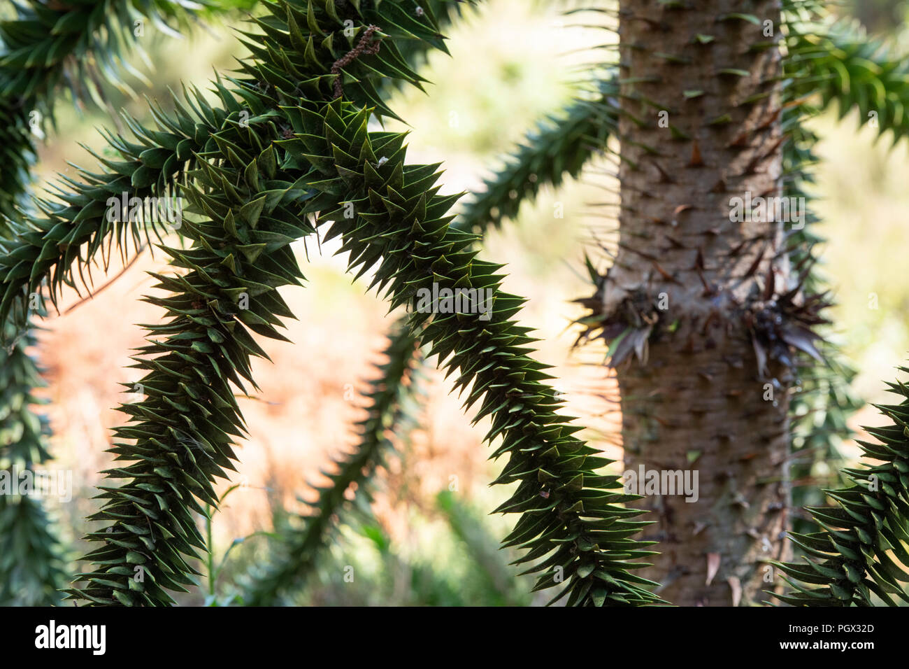 Araucaria araucana. Monkey puzzle tree trunk and branches Stock Photo