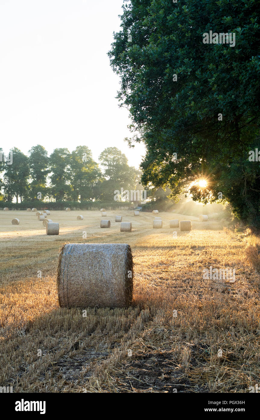 Straw bales in a field at sunrise in the English countryside. Oxfordshire, England Stock Photo