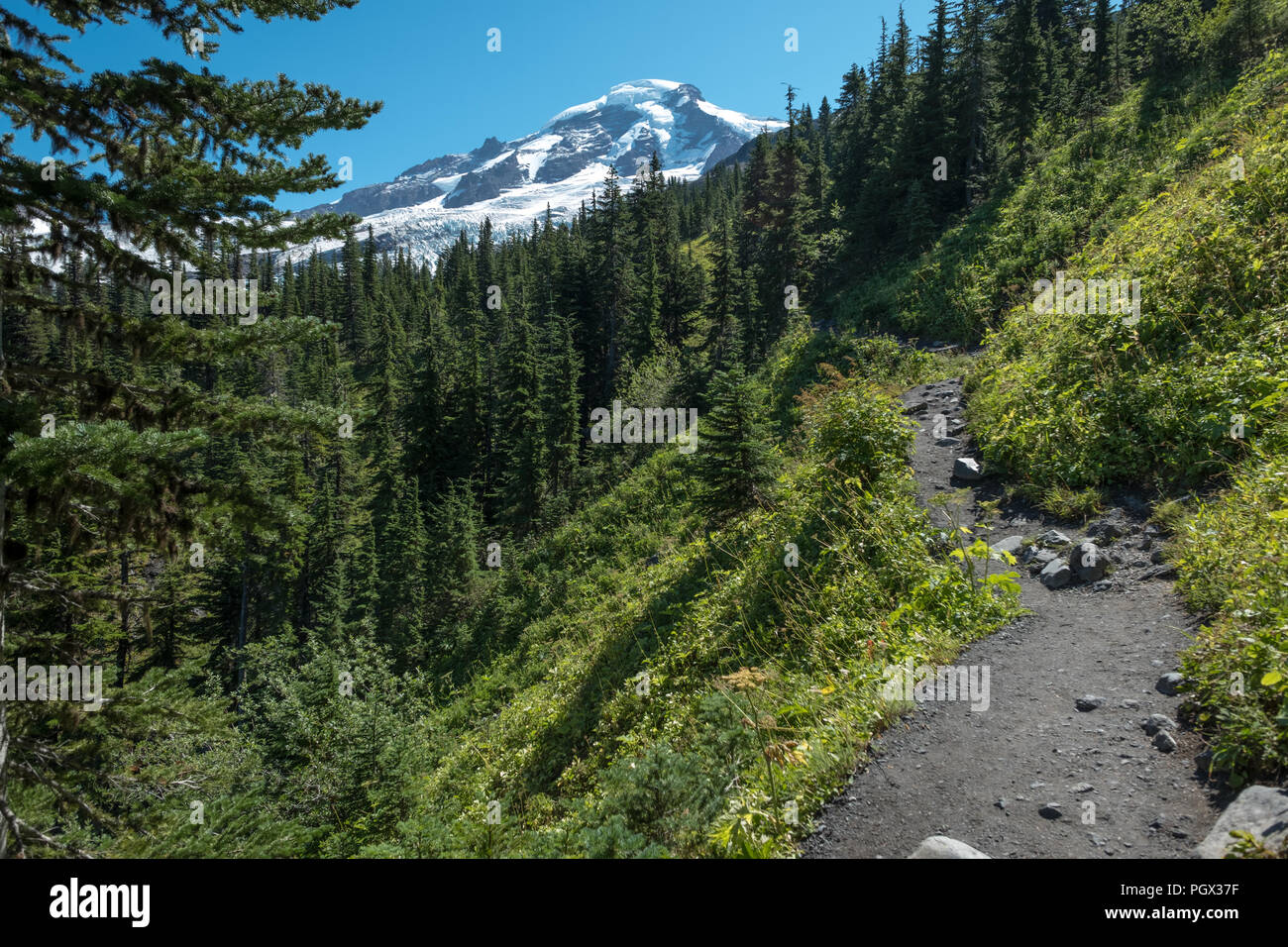 View looking up the Heliotrope Ridge hiking trail on the west flank of Washington State's spectacular Mount Baker.  Trail passes through beautiful for Stock Photo