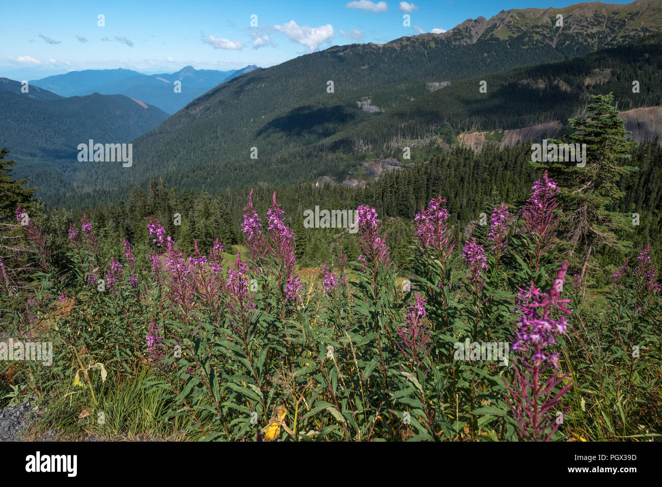 August blooms of Rosebay Willowherb (Fireweed) on the western flanks of Washington State's Mount Baker looking west to the surrounding forest covered  Stock Photo