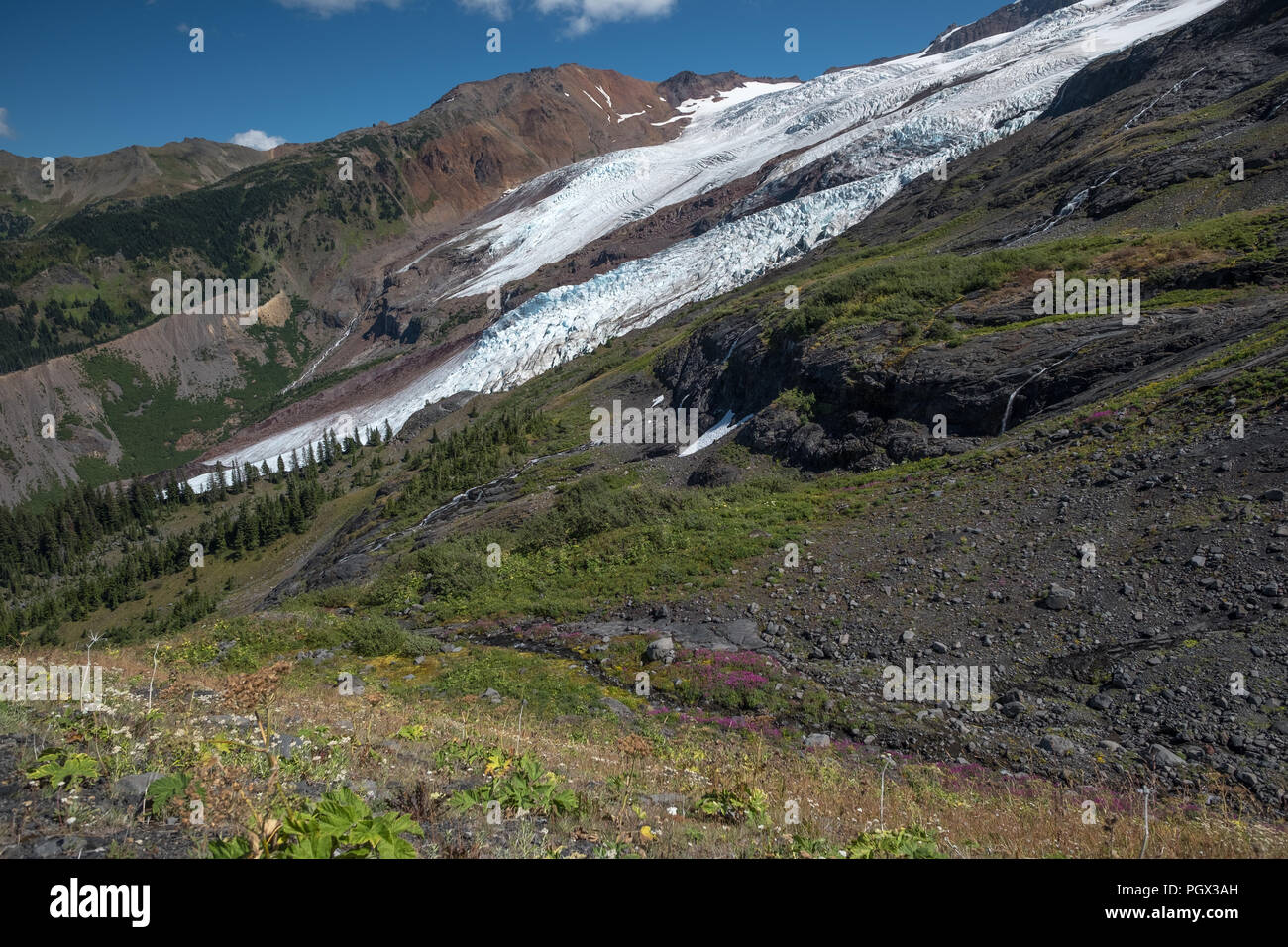 Small creek in foreground provides good terrain for a splash of colorful Fireweed and other alpine flowers growing on Mount Baker's western face.  Nea Stock Photo
