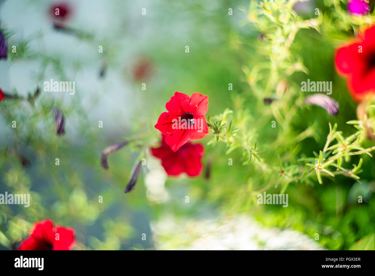 A red flower in the botanical gardens in Norfolk Virginia Stock Photo