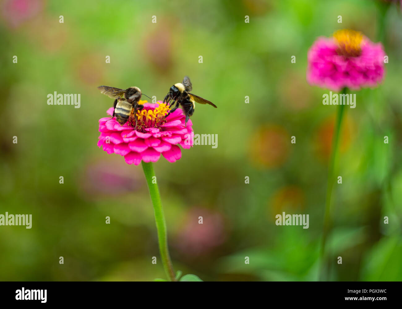 Two bumblebees collect pollen from a pink purple zinnia in a summer garden Stock Photo