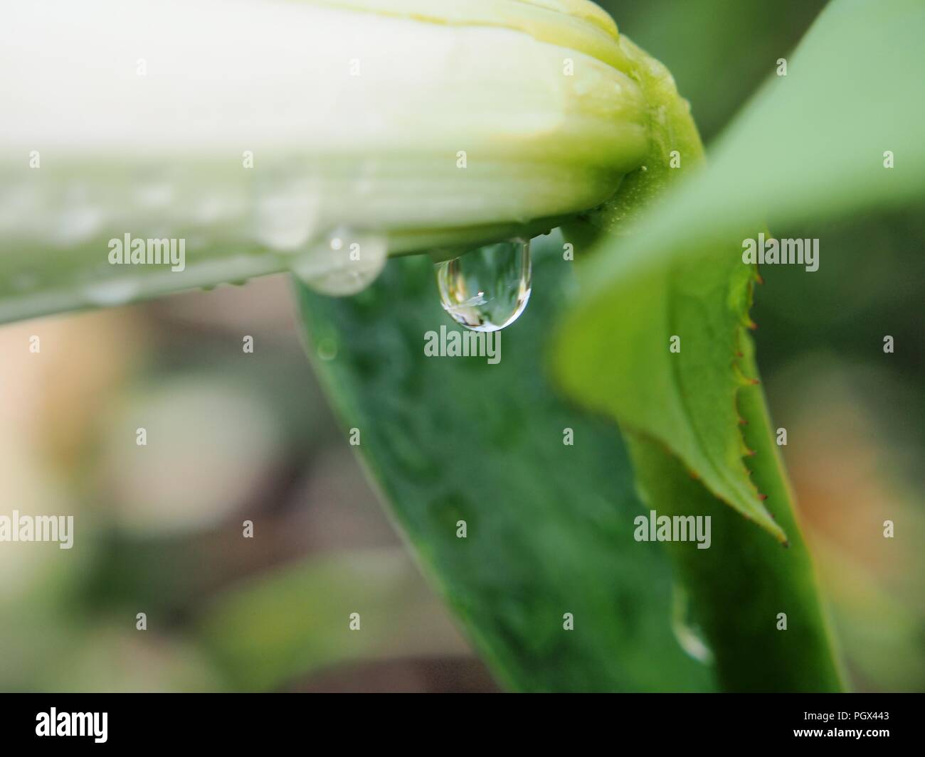 A drop of water hanging from the stem of the plant. After the rain ...