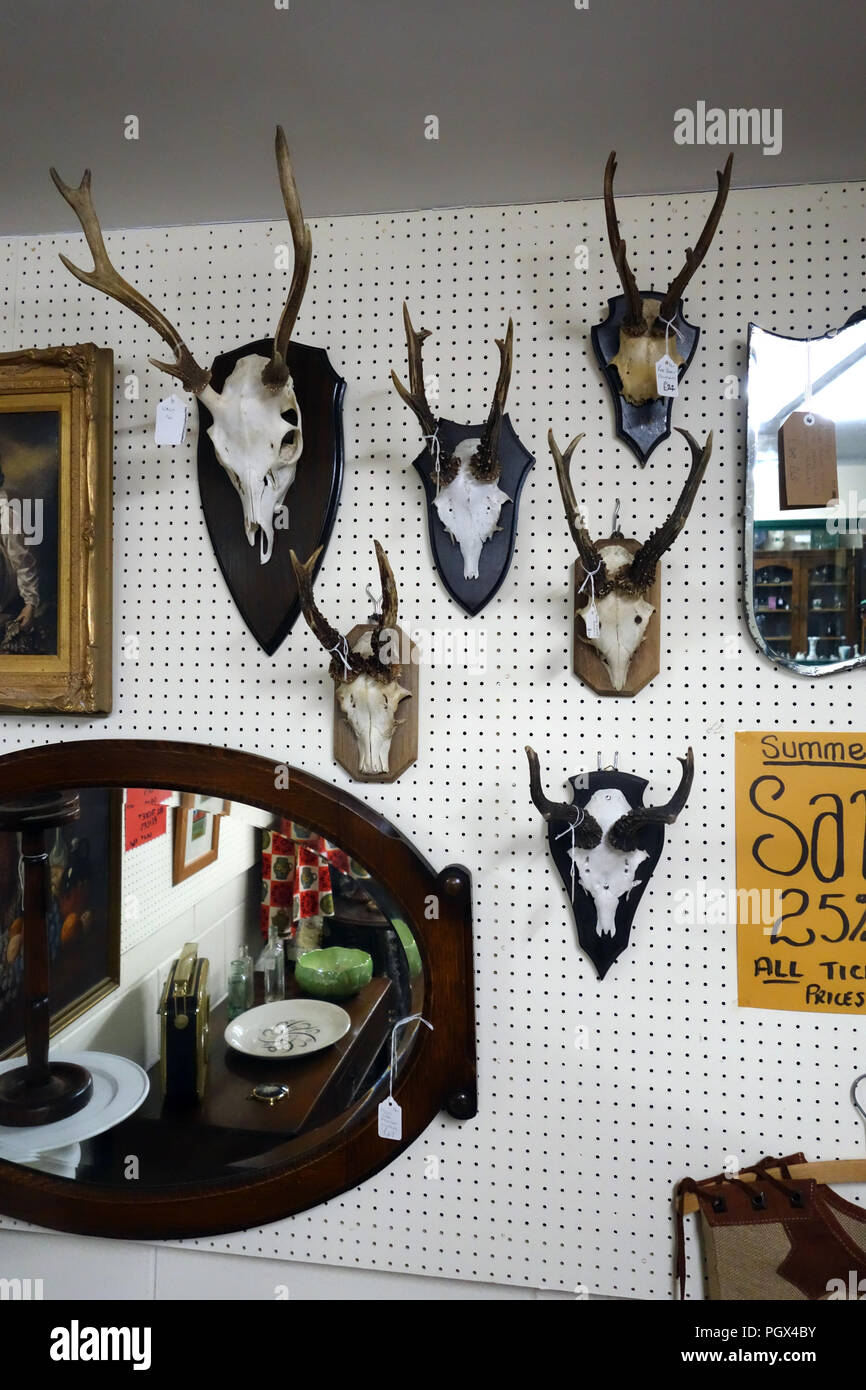 Collection Of Animal Skull Antlers And Items Of Bric A Brac