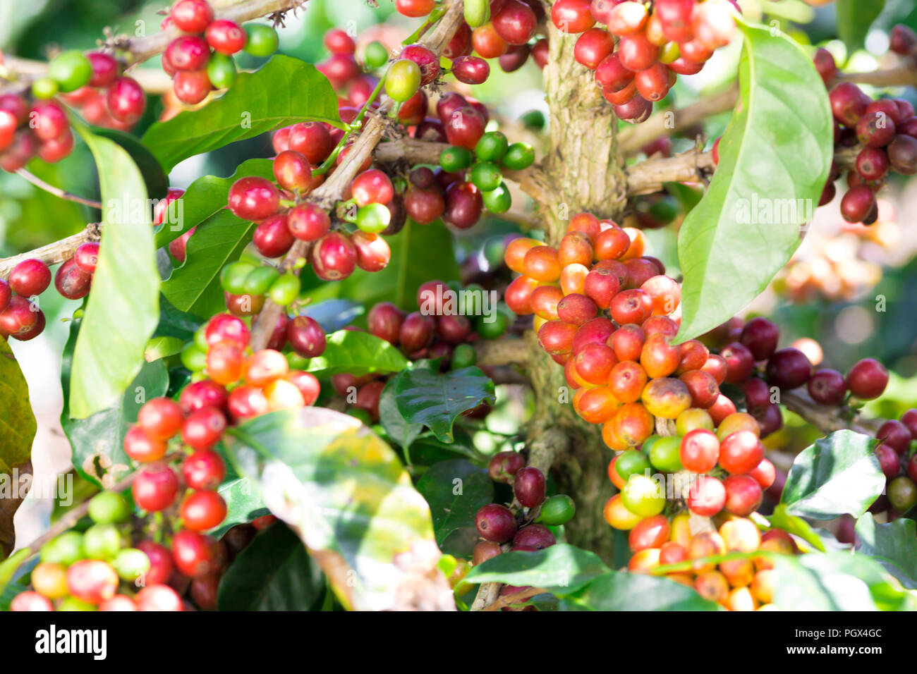 Coffee Plant. Red Coffee Beans on a Branch of Coffee Tree Stock Photo ...