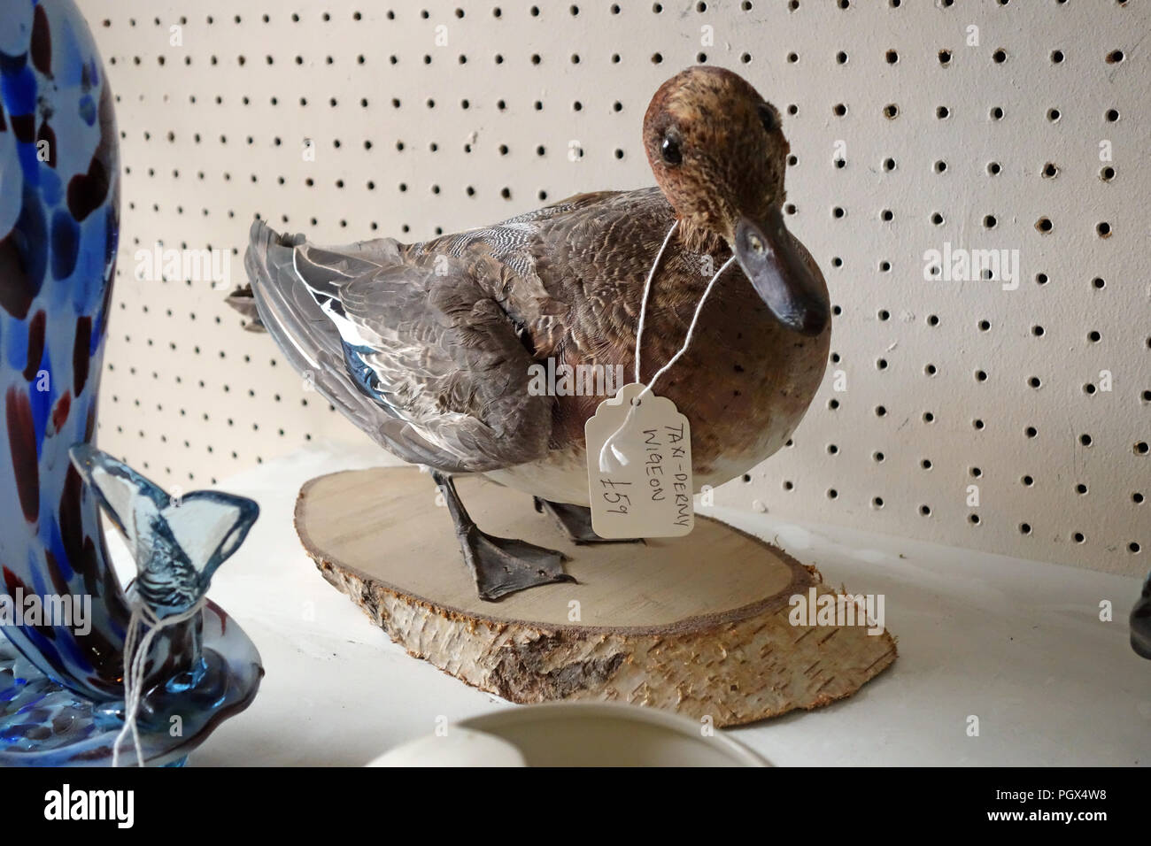 Taxidermy of a Duck mounted on a stand in a Bricàbrac on display an