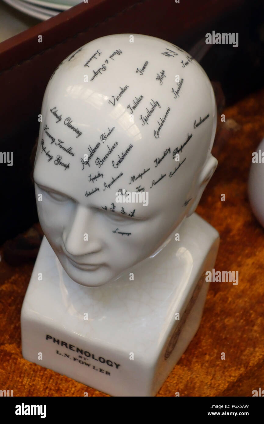 Brain diagram of Human graphic Brain Ceramic reproduction of a 19th century Phrenology head on display an English Antiques Stock Photo