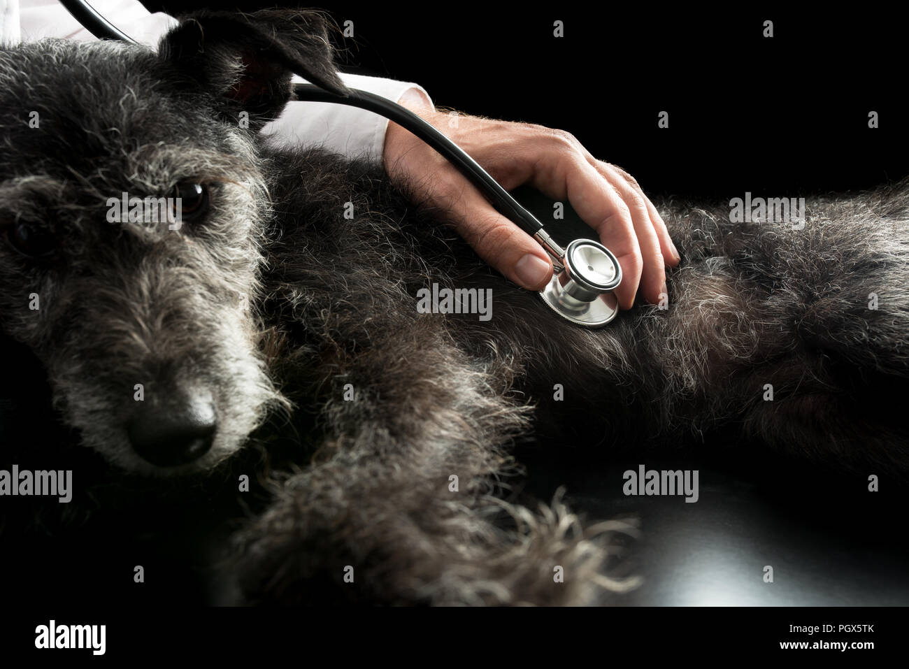 When Can You Hear Puppies Heartbeats With Stethoscope