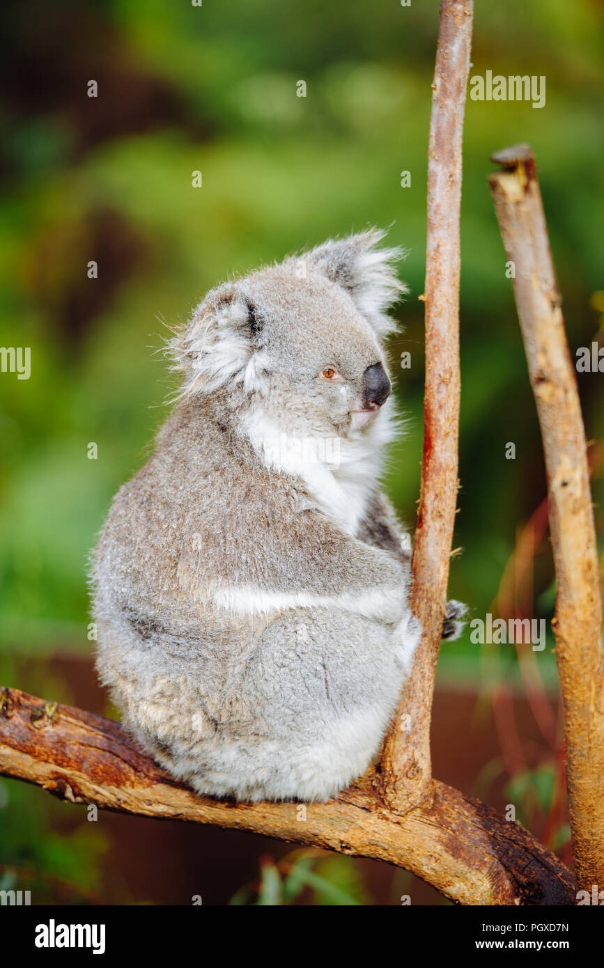 Koala sitting on a tree branch at Healesville Sanctuary Zoo Stock Photo