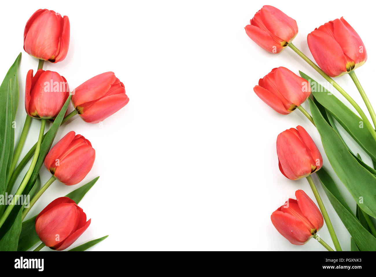 Beautiful red tulips on white background with copy space for text. Top ...