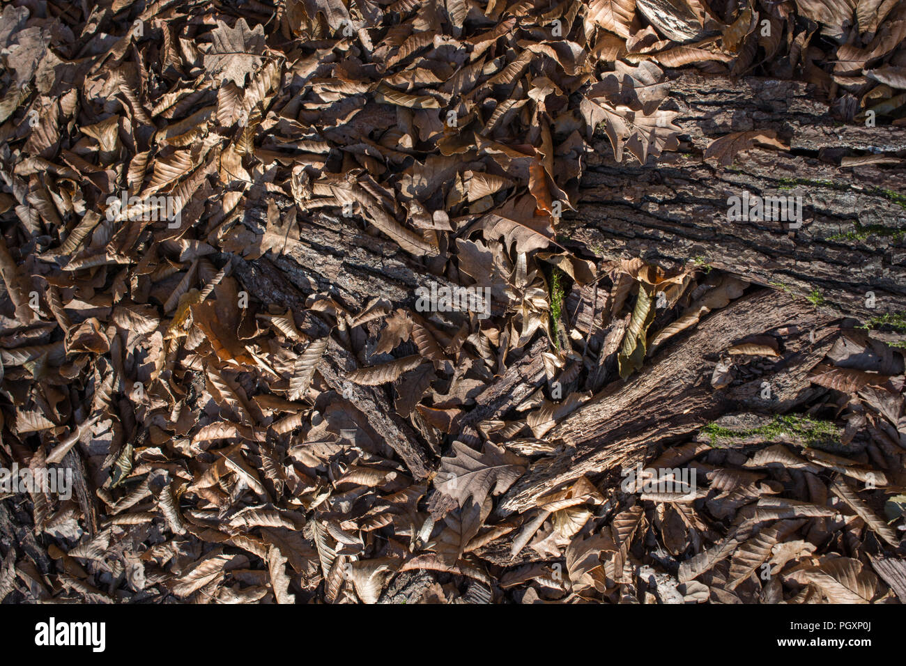 Dry leaves as an Autumn nature background Stock Photo - Alamy