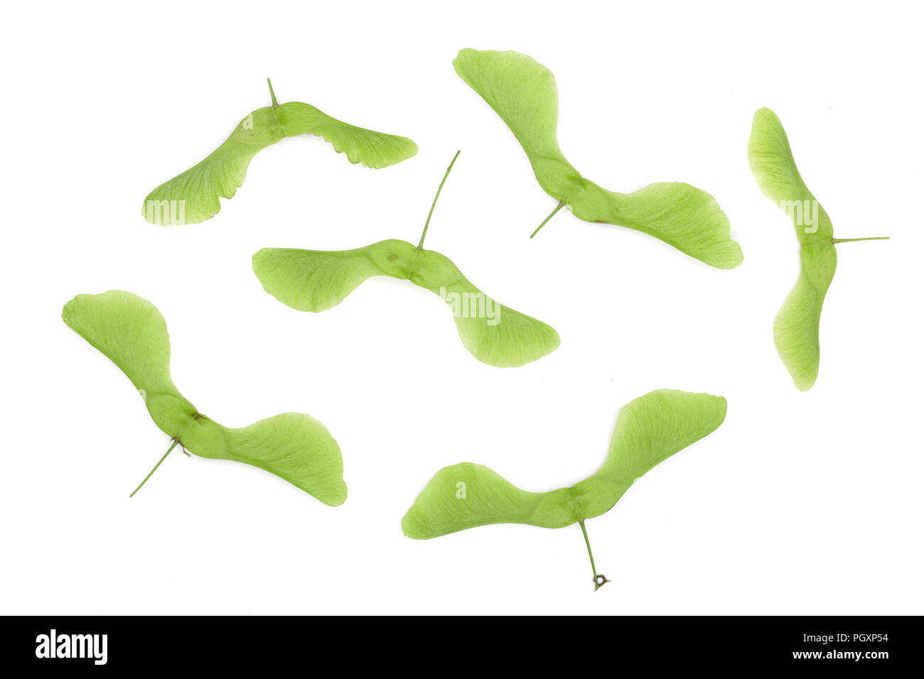 Green maple seeds isolated on white background. Stock Photo