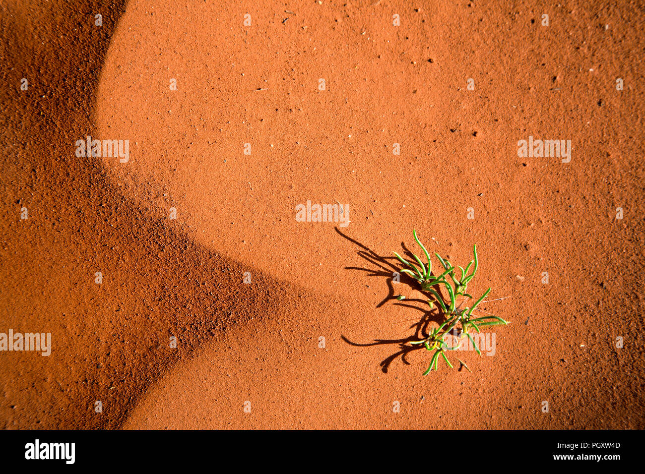Small plant growing in dry sand desert, Arizona, USA Stock Photo
