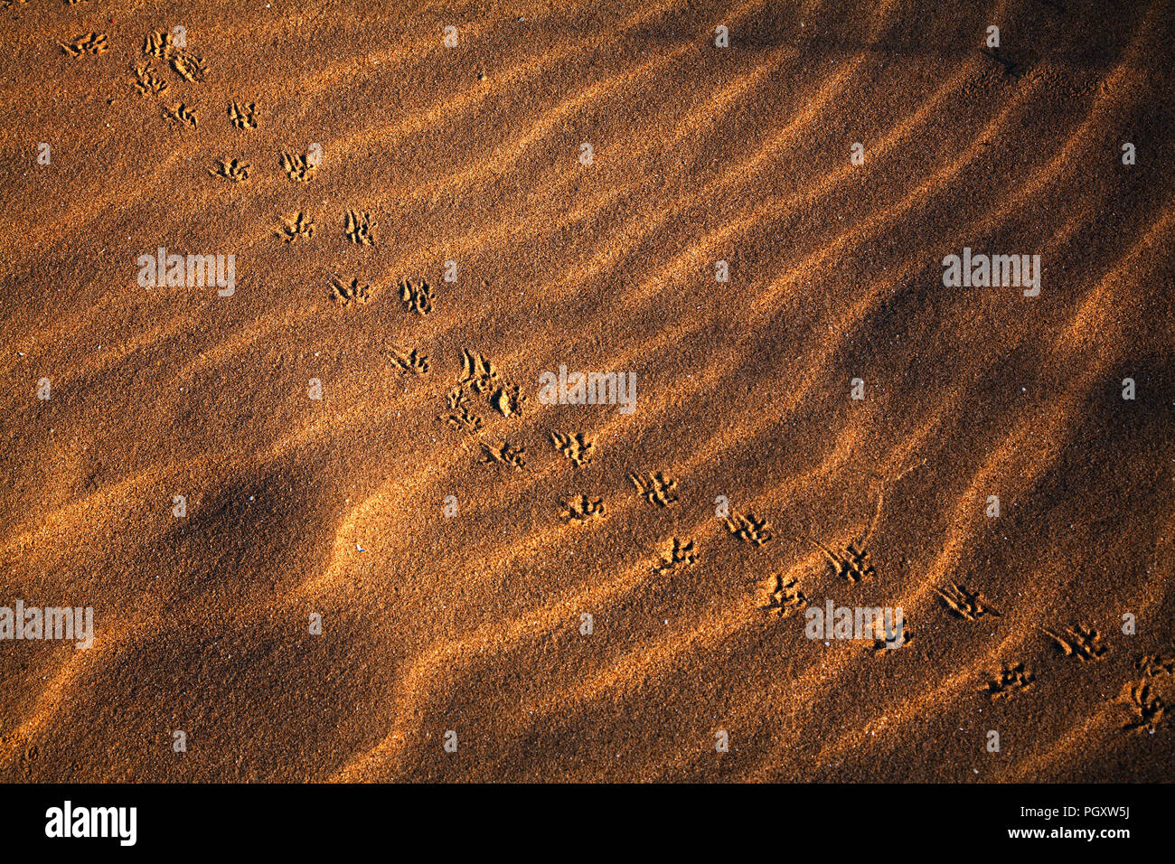 Tracks of a bird hopping across dry sand at Talacre on the North Wales coast Stock Photo