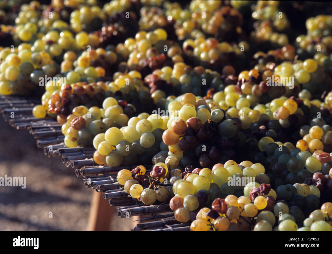Grapes on the sun for to do Aleatico Stock Photo