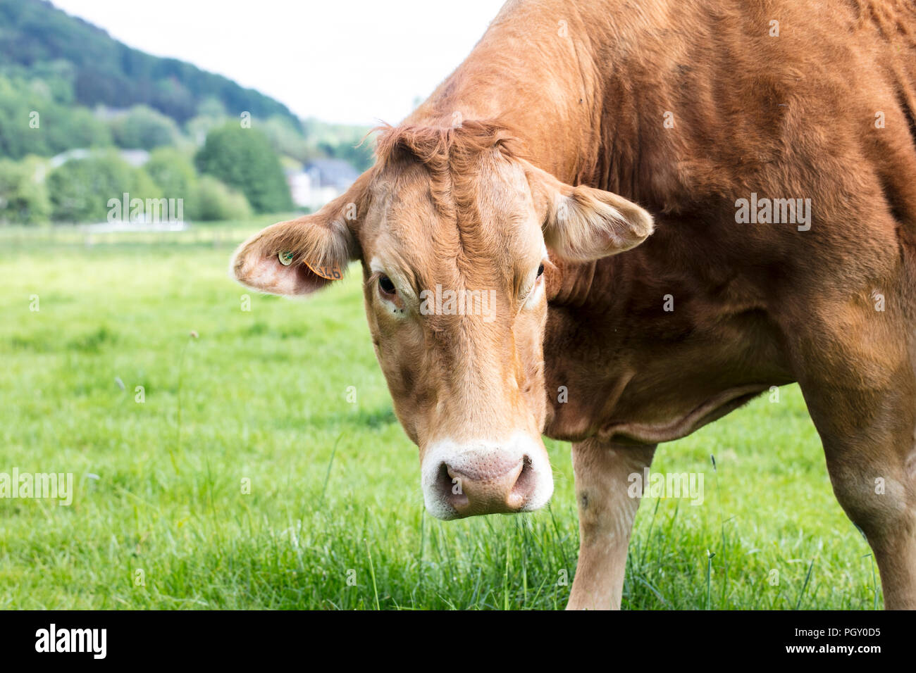 the red cow is looking at the camera Stock Photo - Alamy