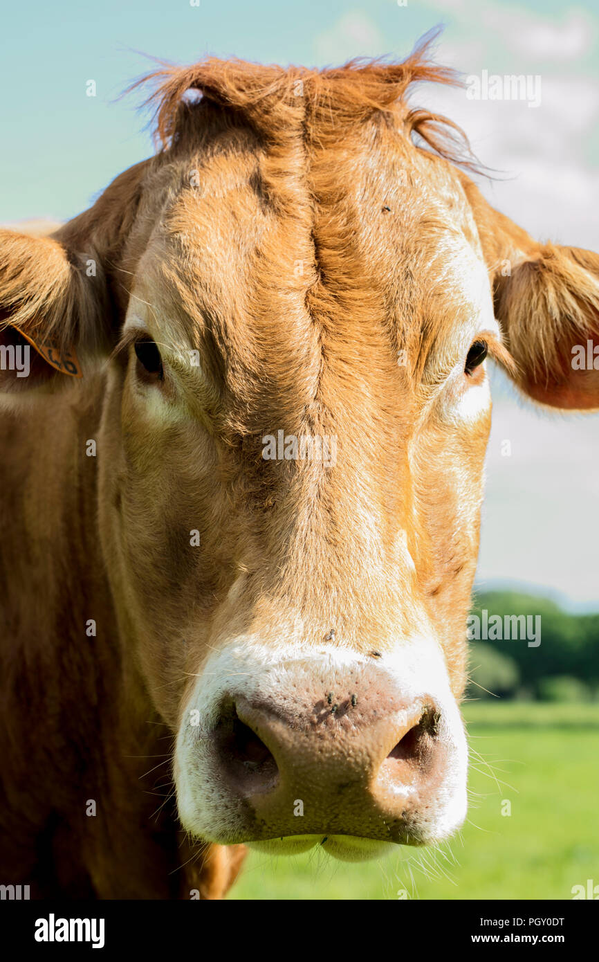 Cow portrait close up hi-res stock photography and images - Alamy