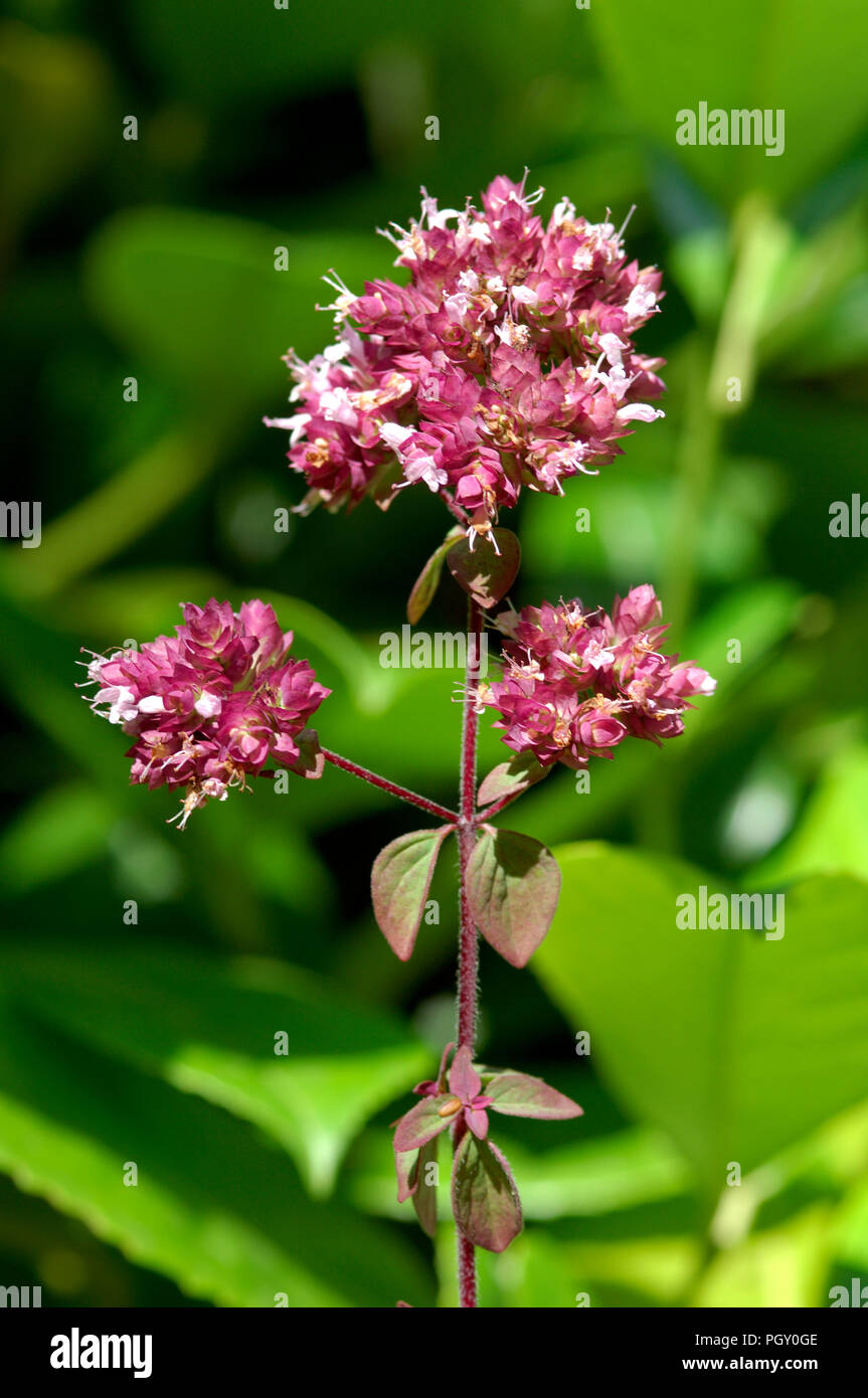 Oregano Wild marjoram (Origanum vulgare) Marjolaine sauvage Origan