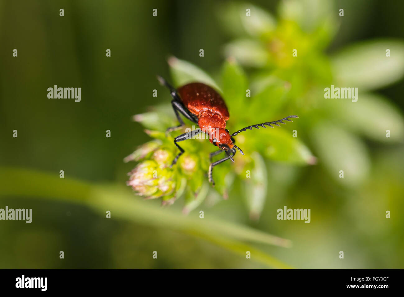 Cucujus cinnaberinus, beetle from the family of crimson, beautiful red color, top view Stock Photo