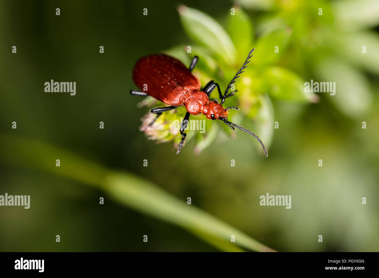Cucujus cinnaberinus, beetle from the family of crimson, beautiful red color, close up Stock Photo